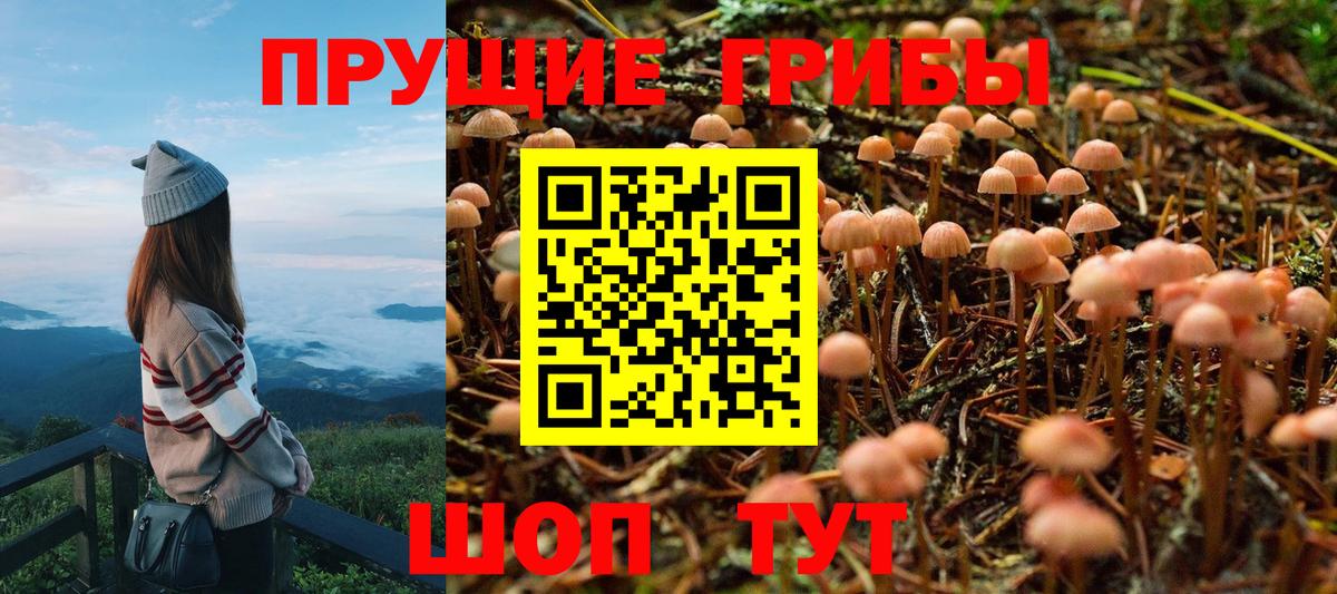 Крымск  Псилоцибиновые грибы GOLDEN TEACHER  Псилоцибиновые грибы Psilocybine cubensis  Вход с VPN 